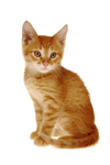 cat urine can wreak havoc on your carpet and furniture