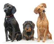 dog culprits